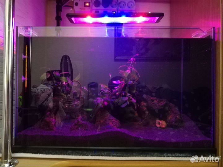 Креветки. Фильтр внешний. Аквариум