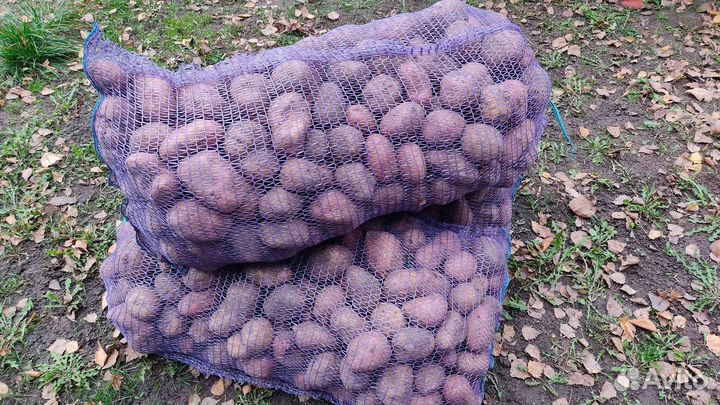 Продам картофель