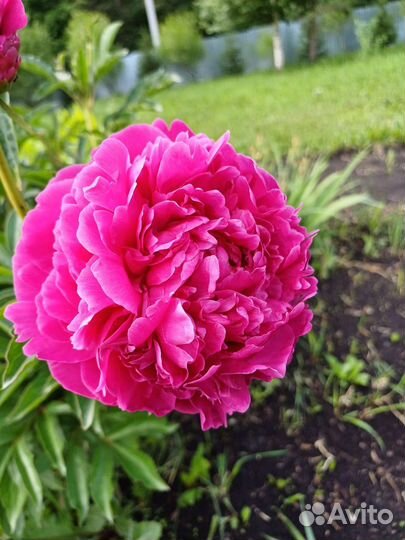 Многолетние цветы