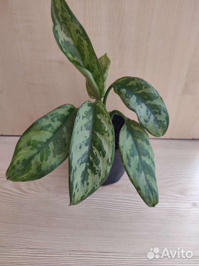 Комнатные растения цветы