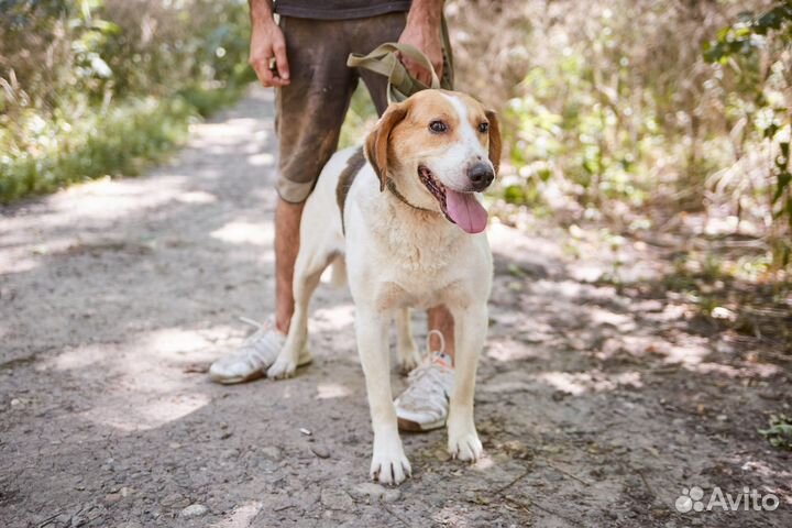 Крутой пес Филипп ищет дом