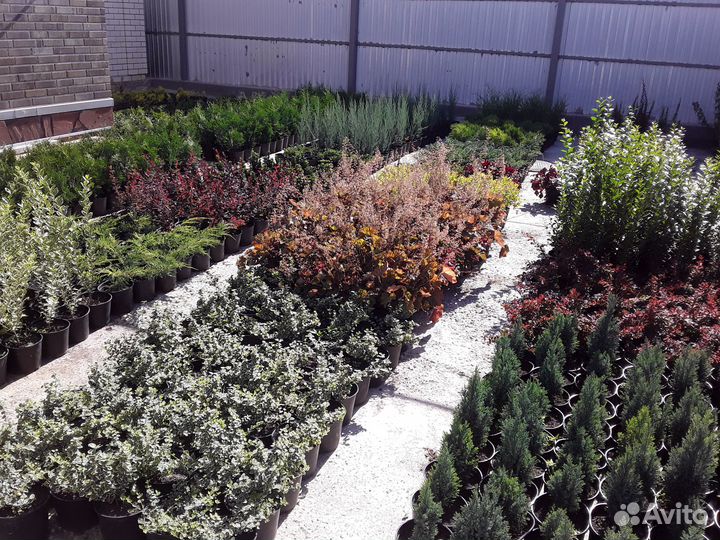 Посадочный материал, декоративные растения