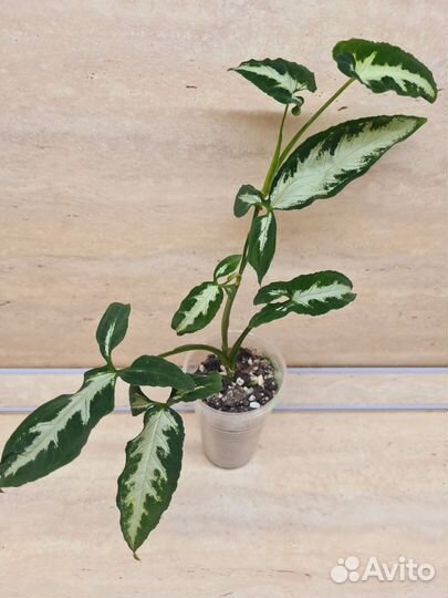 Сингониумы