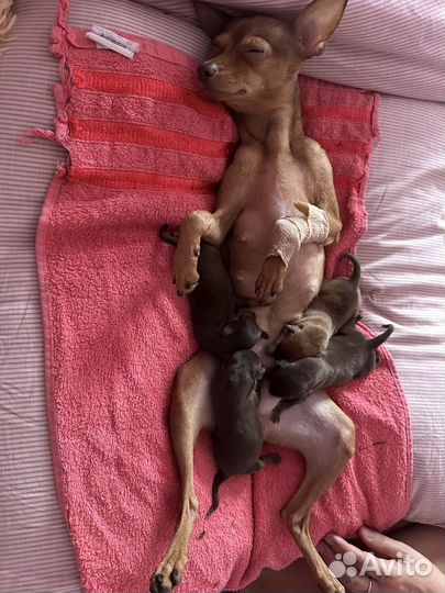 Той-терьер щенки