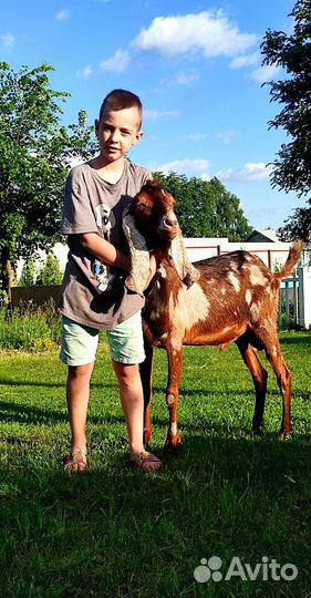 Козёл камори 50%