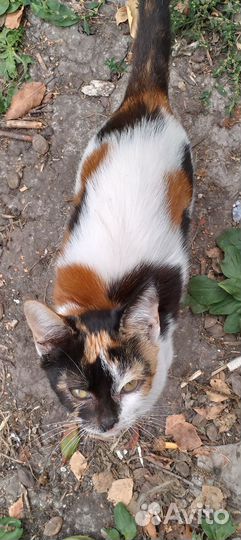 Отдам котенка в добрые руки