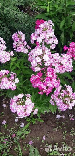 Флоксы,лилейники многолетние