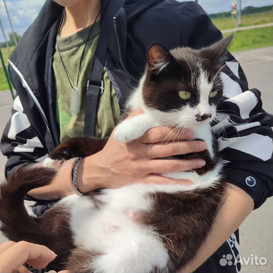 В поиске дома