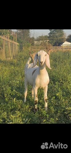 Нубийские козы