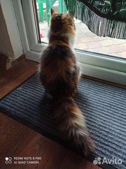 Кошечка в домашние любимцы