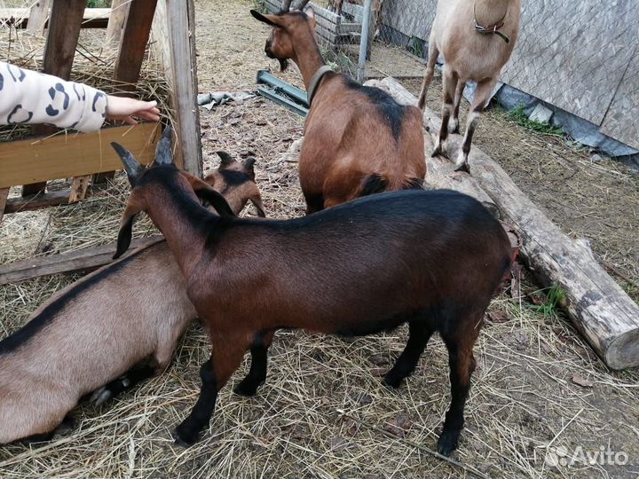 Продам козлика на племя