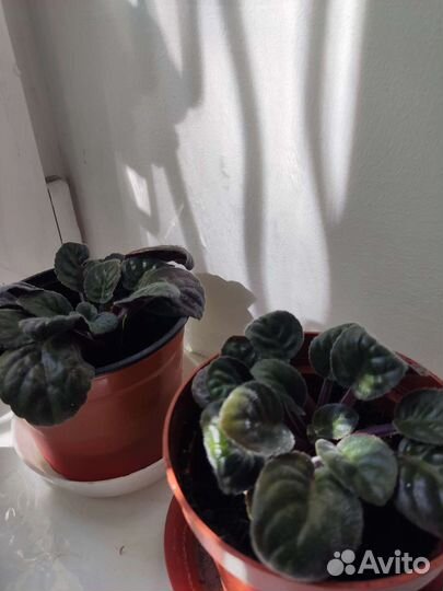 Сортовые фиалки Фиалка Trendy blue