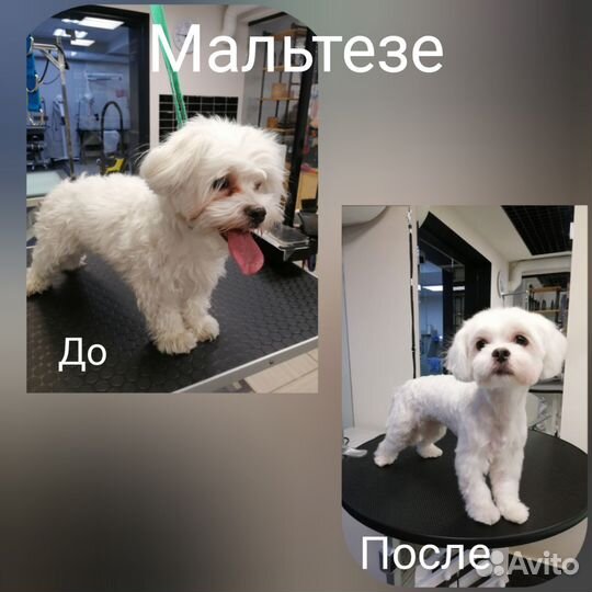 Стрижка собак