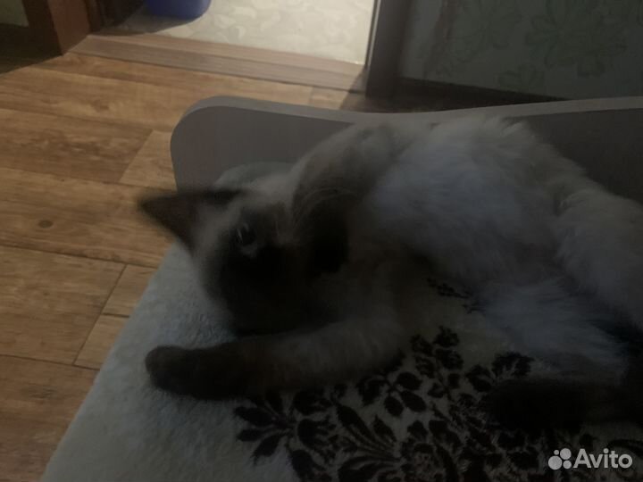 Отдаю в добрые руки