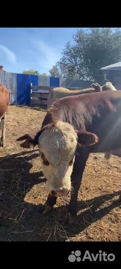 Бычки с потсоса на дорошивание