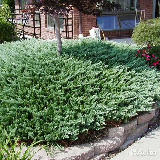 Можжевельник Грин Карпет саженцы хвойных