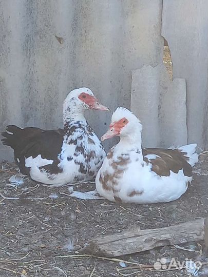 Мускусные утки