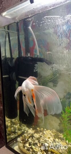 Аквариум с рыбками