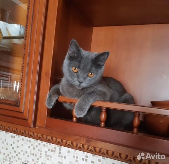 Кошечка