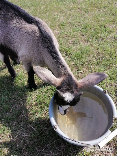 Коза дойная