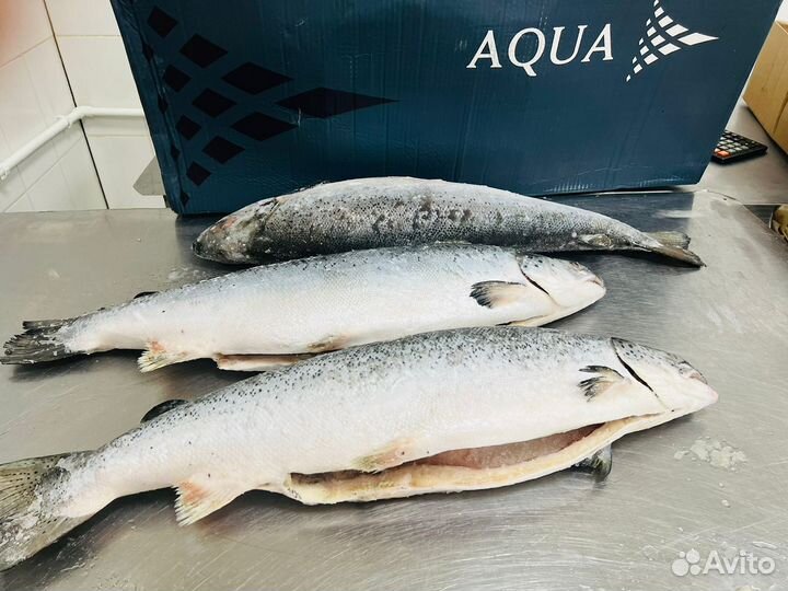 Семга свежемороженая (лосось атлантический)