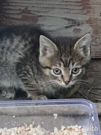 Отдам в добрые руки котят