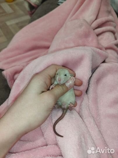 Крыса дамбо