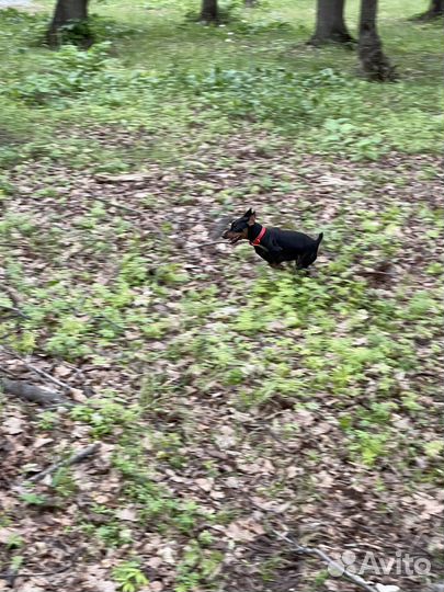 Цвергпинчер