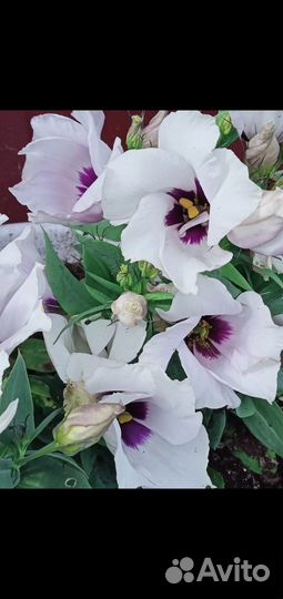 Рассада эустомы