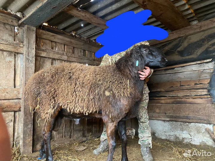 Овцематки с ягнятами