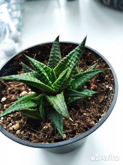 Хавортия Суккулент