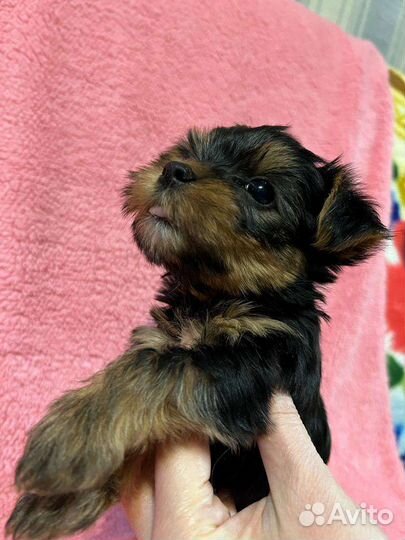 Йоркширский терьер мини девочка