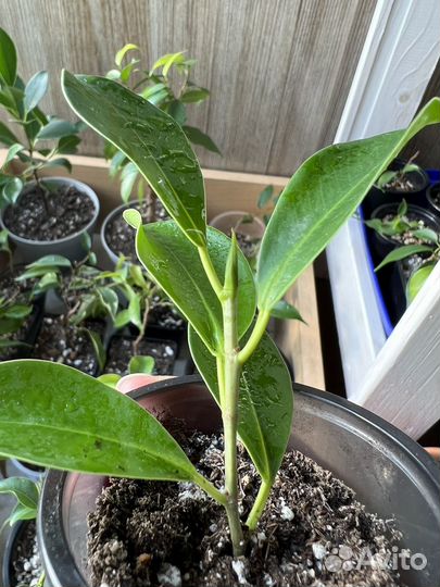 Фикус микрокарпа мокламе