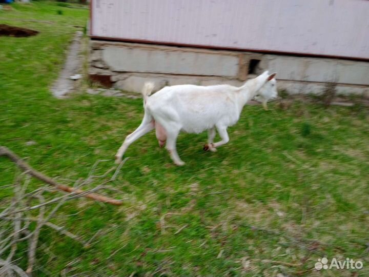 Зааненские козы