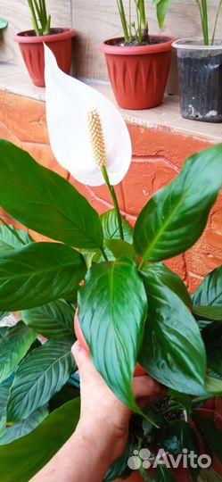 Спатифиллум, Хлорофитум, денежное дерево