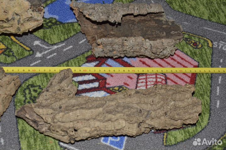 Пробковый дуб