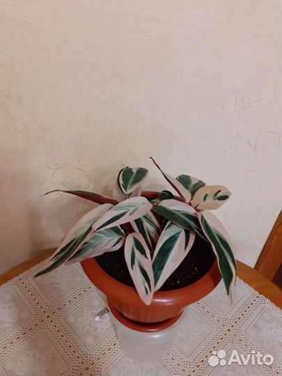 Строманта трикалор