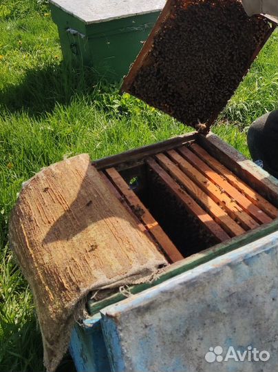 Ульи с пчелами