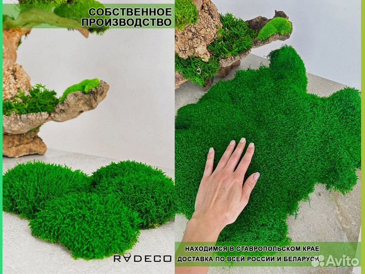 Стабилизированный мох ковер папоротник кочка