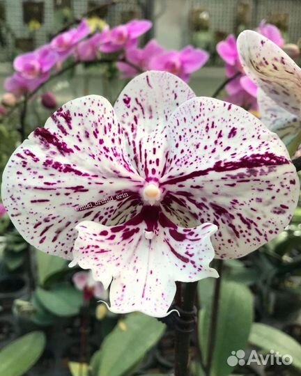 Орхидея фаленопсис