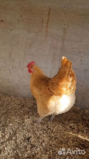 Инкубационное яйцо Нидерхайнер, цыплята