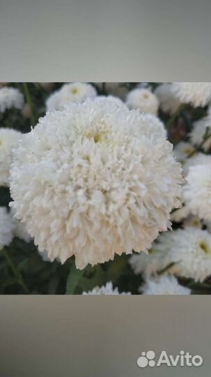 Саженцы с окс ромашка садовая