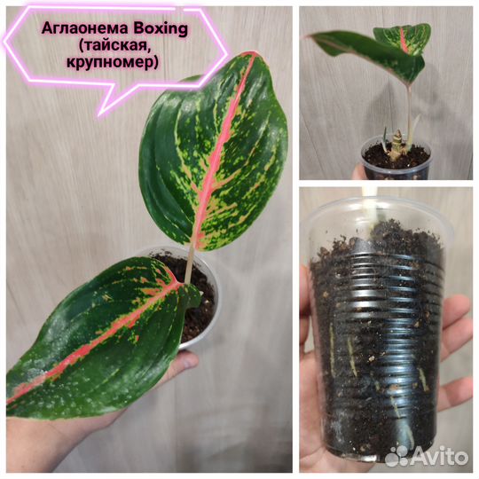 Аглаонемы сортовые