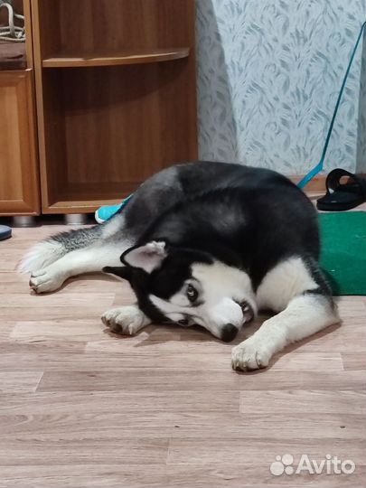 Отдам бесплатно щенка