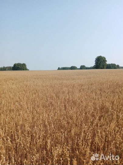 Фермерское хозяйство спк