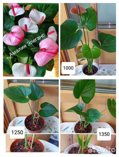 Антуриумы сортовые