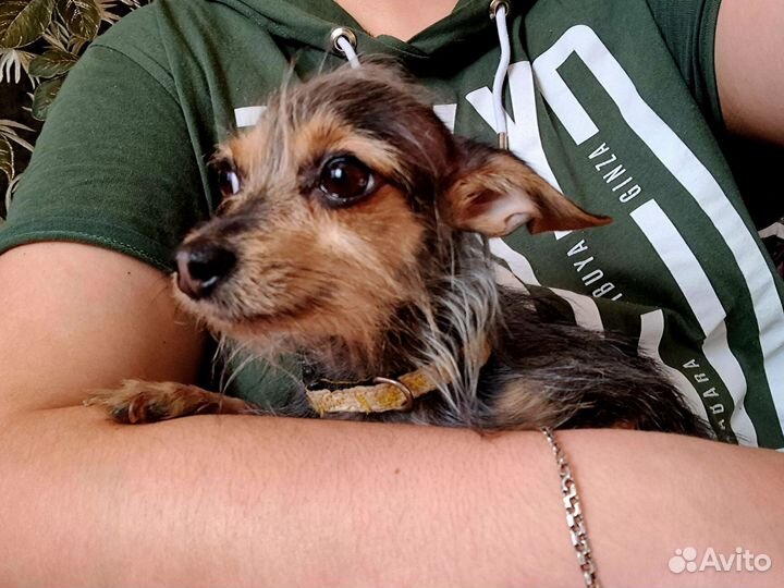 Московский дракон