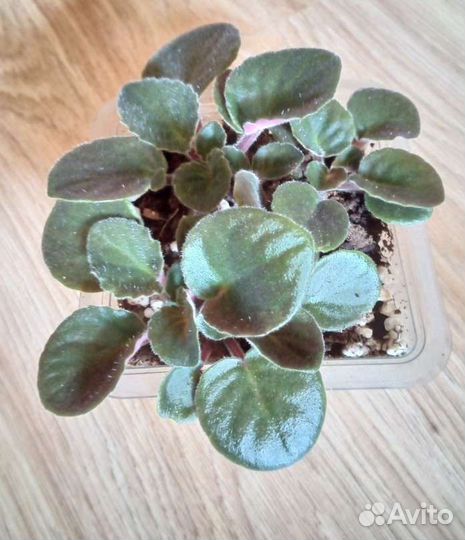 Фиалка, кротон в горшках