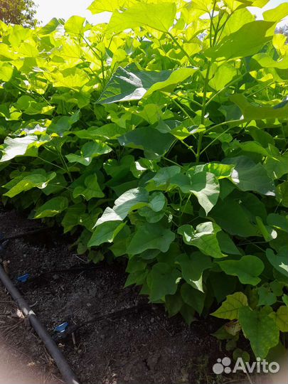 Декоративные кустарники