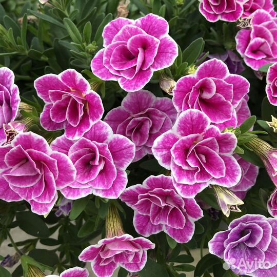 Вегетативные черенки Калибрахоа